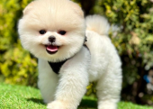 Safkan Pomeranian Boo Yavrularımız